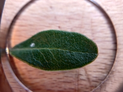 Arctostaphylos franciscana
