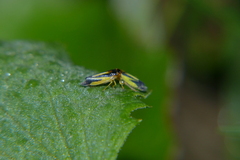 Evacanthus interruptus