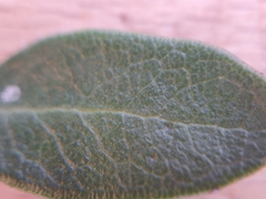Arctostaphylos franciscana