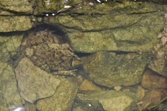 Limnonectes fujianensis