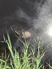 Pectinatella magnifica