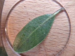 Arctostaphylos franciscana