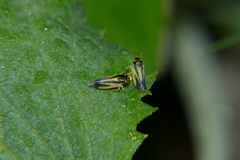 Evacanthus interruptus