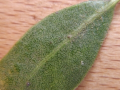 Arctostaphylos franciscana