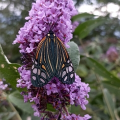 Campylotes histrionicus