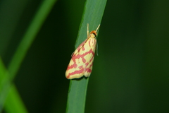 Hypercallia citrinalis