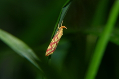 Hypercallia citrinalis