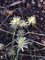 Ptilotus fusiformis