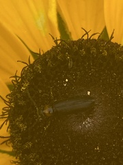 Nemognatha nemorensis