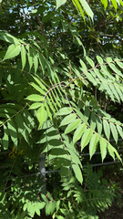 Rhus glabra