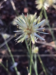 Ptilotus fusiformis