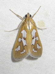 Diastictis robustior