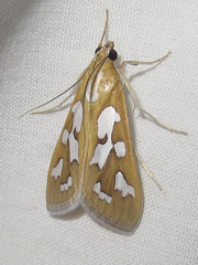 Diastictis robustior