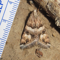 Drasteria mirifica