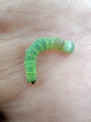 Brachylomia viminalis