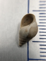 Bithynia tentaculata