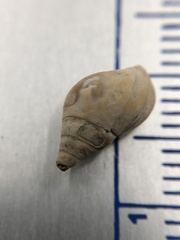 Bithynia tentaculata