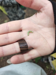 Brachylomia viminalis