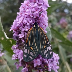 Campylotes histrionicus