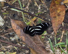 Heliconius peruvianus