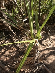 Pandanus aquaticus