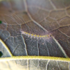 Olceclostera truncata