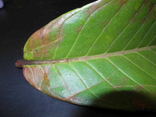 Cabbage-leaved nutmeg (Horsfieldia superba)