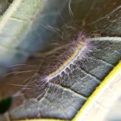 Olceclostera truncata