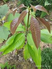 Mangifera indica