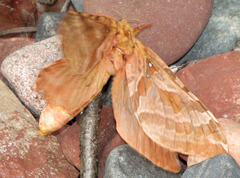 Sthenopis purpurascens