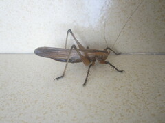 Hexacentrus fuscipes