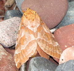 Sthenopis purpurascens