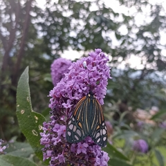 Campylotes histrionicus