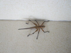 Hexacentrus fuscipes