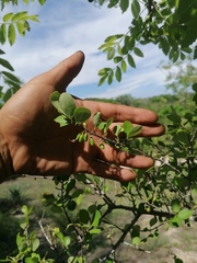 Sideroxylon celastrinum