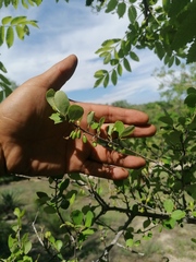 Sideroxylon celastrinum