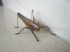 Hexacentrus fuscipes