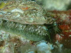 Haliotis tuberculata