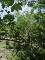 Sideroxylon celastrinum