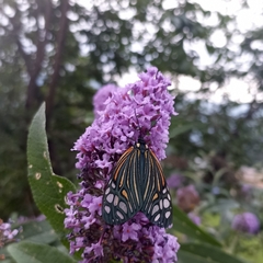 Campylotes histrionicus