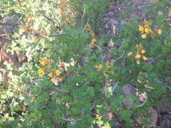 Erythrostemon placidus
