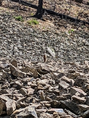 Marmota