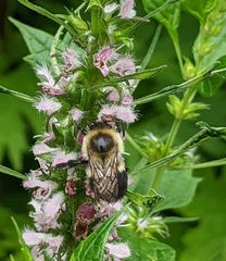 Bombus impatiens