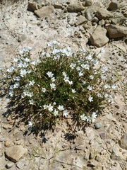 Dichodon cerastoides