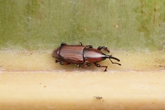 Odoiporus