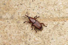 Odoiporus