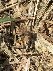 Xysticus texanus