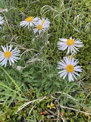 Aster alpinus vierhapperi