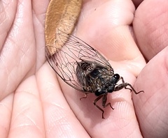 Diceroprocta arizona