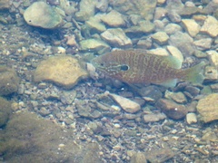 Lepomis gibbosus × macrochirus